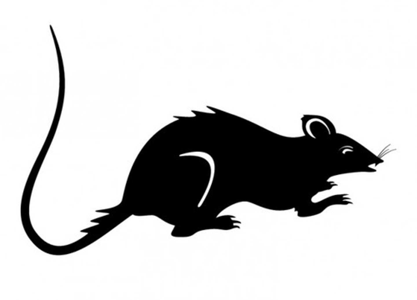 <p>Two recessive non-Agouti alleles, pheomelanin NOT produced.</p><p>Eumelanin (black) pigment</p>