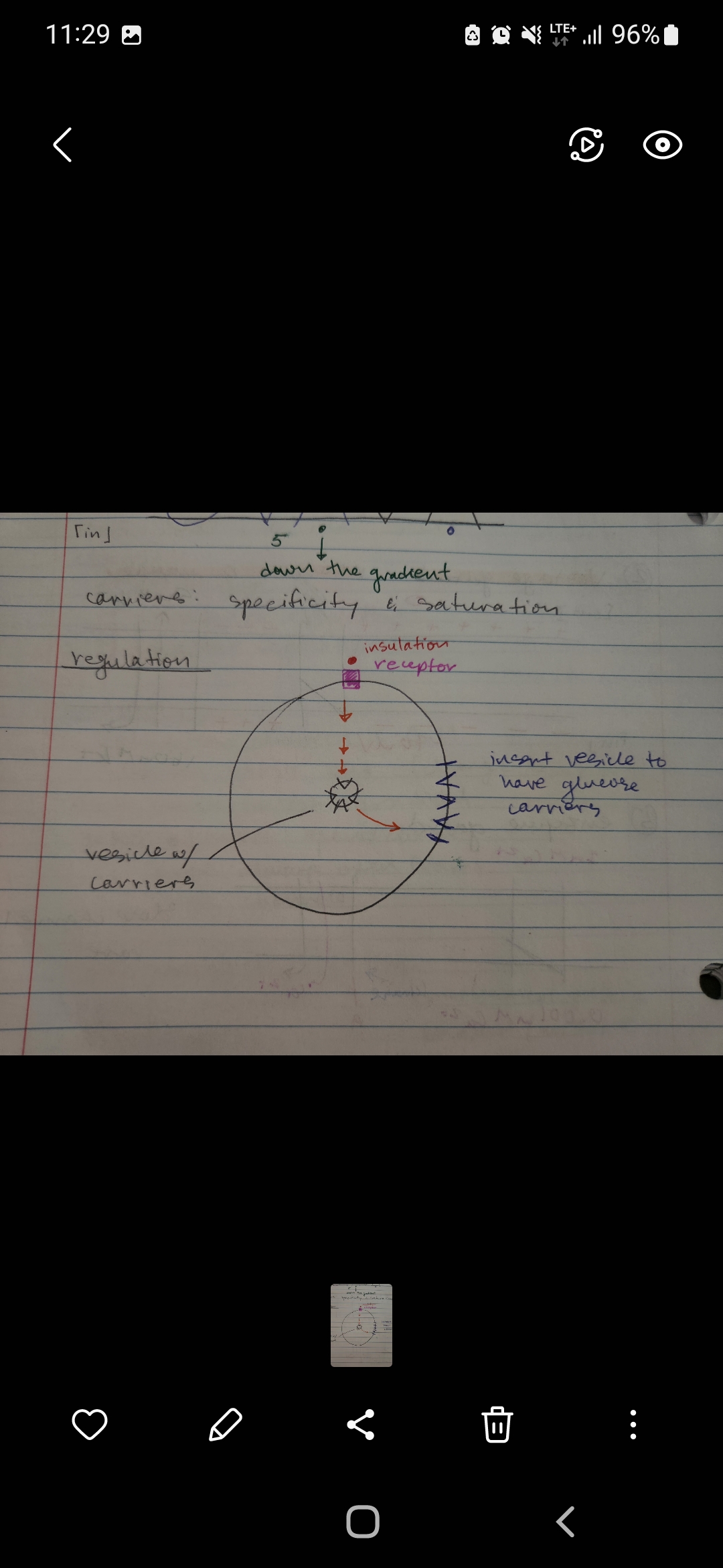 <ul><li><p>insulation and receptor allows ion to go in</p></li><li><p>vesicle has carriers</p></li><li><p>ion goes to inserted vesicles to have glucose carriers</p></li></ul><p></p>