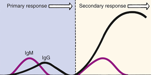 <p>Vaccines stimulate the immune system to recognize and fight specific pathogens by introducing an antigen that mimics the disease-causing organism. It will cause an smalll increase in IgM and IgG after activating 2 signal. Then, if the individual get infected in the futur, the body will only need1 signal to activate this immuntity and the reaction will be much more faster and optimum.</p>
