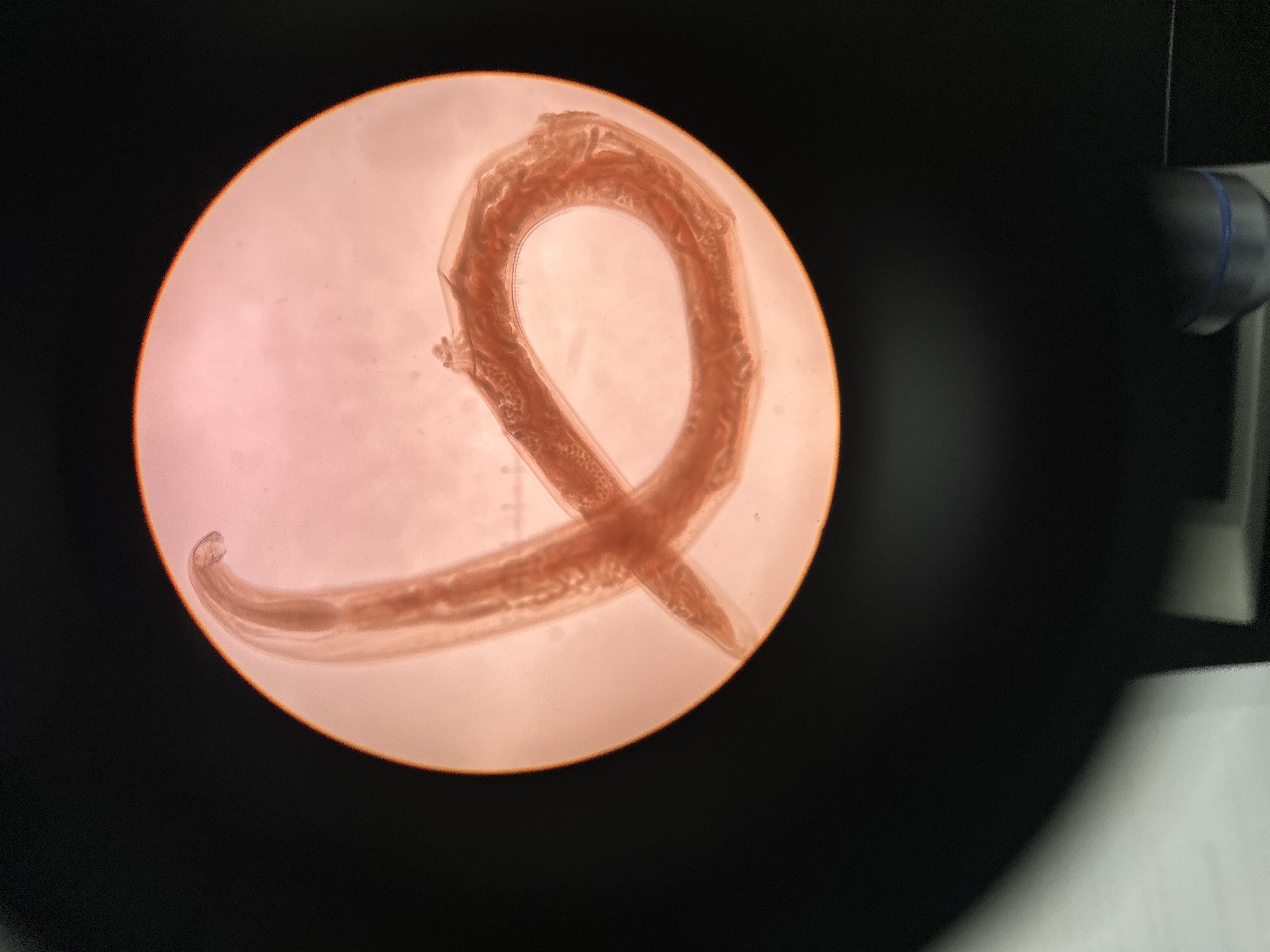 <p>An adult hookworm that mainly effects dogs can be zoonotic</p>