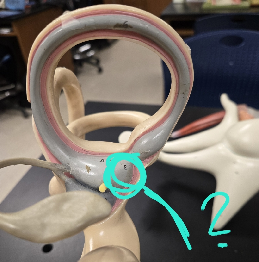 <p>Inner ear </p>