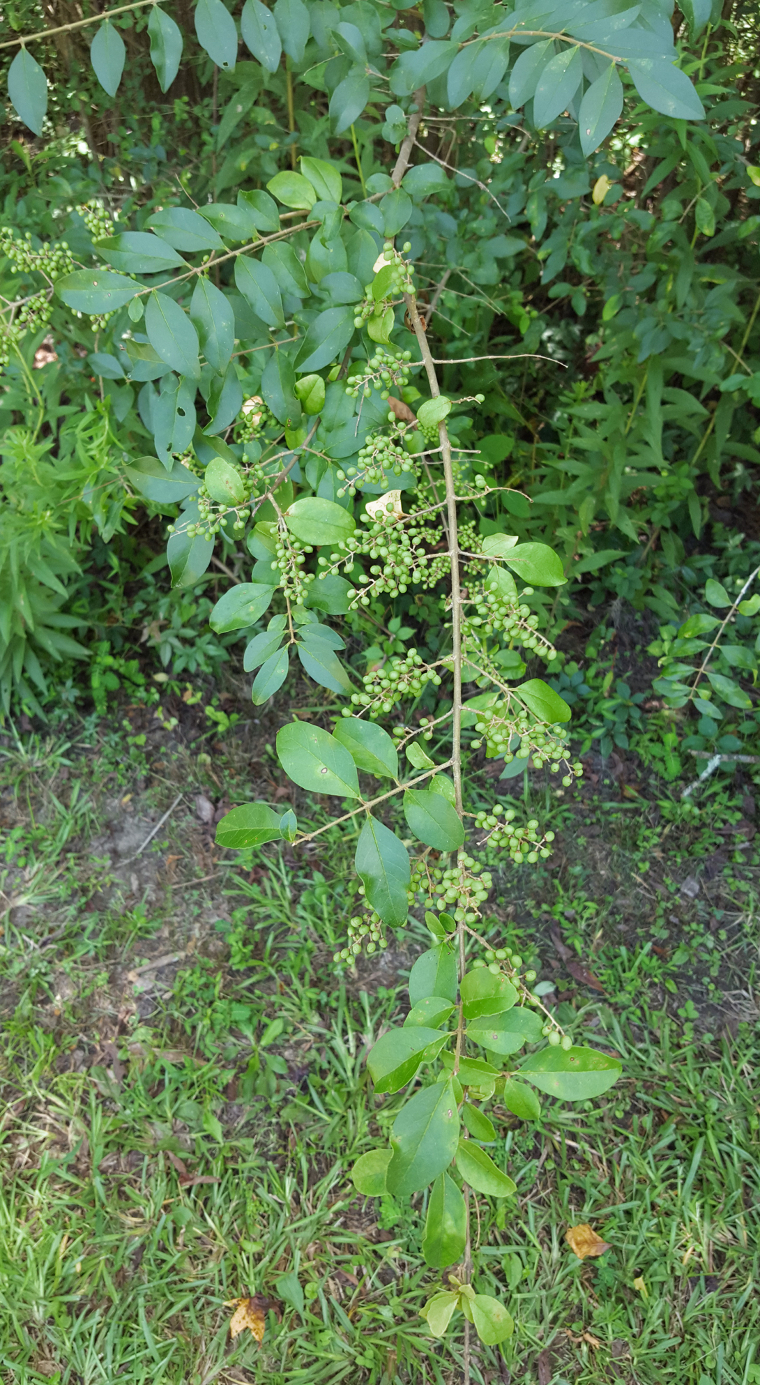 <p>Chinese privet</p>