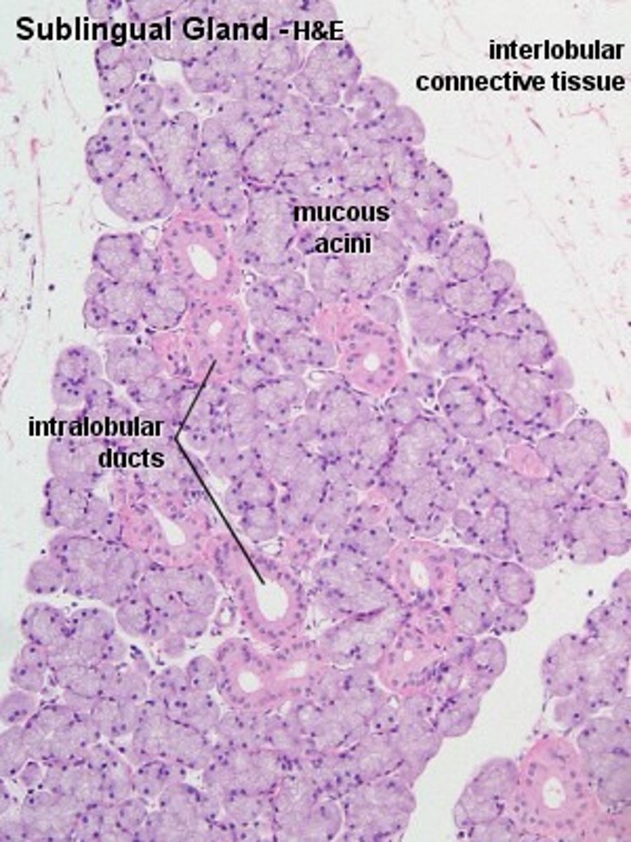 <p>Under the tongue</p><p>Smallest salivary gland</p><p>Largely mucous + serous acini</p>