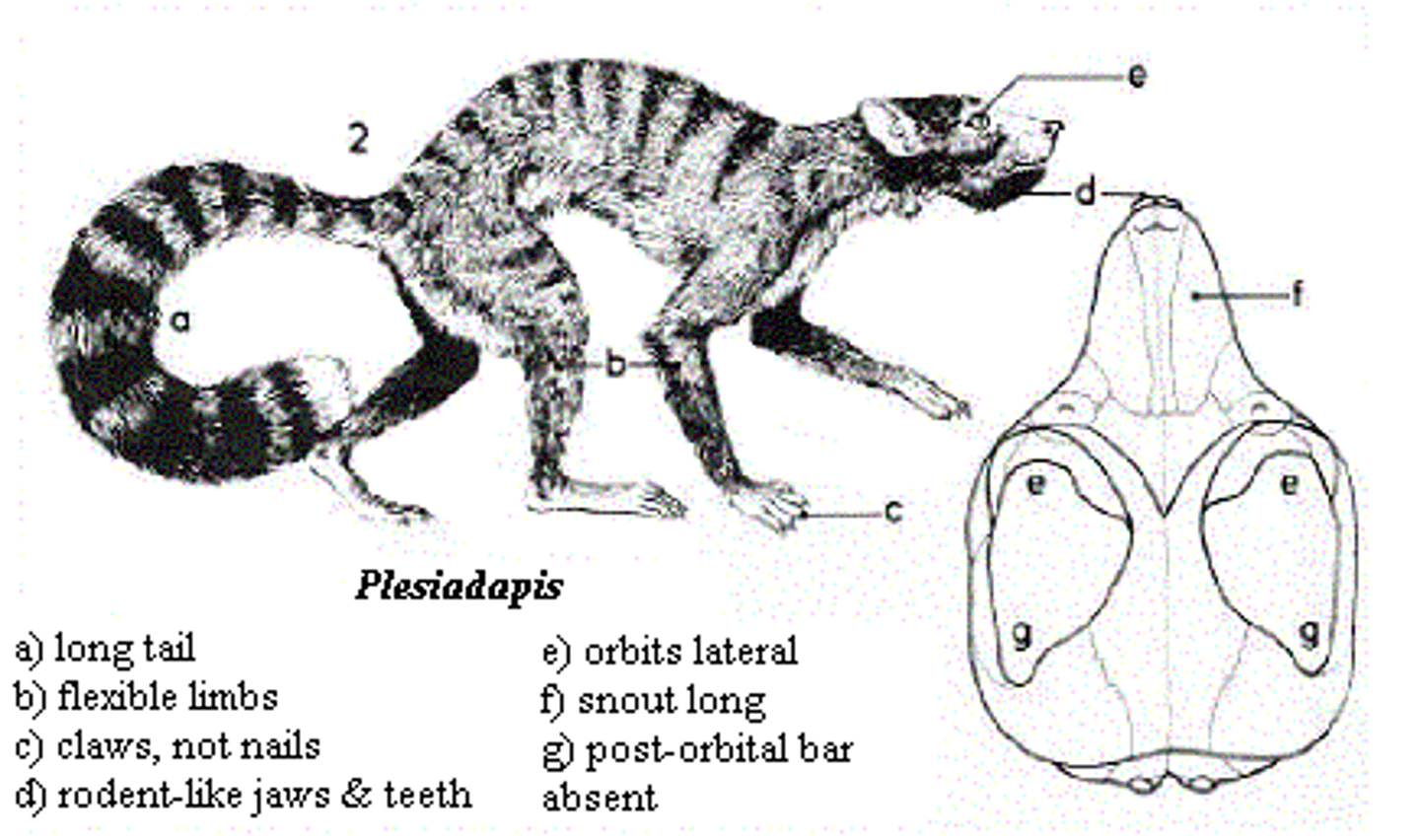 <p>ARE Not PRIMATES. Body size, Niche: Nocturnal, Eat bugs and seeds, used to be primates comparing teeth, not earlier primates</p>