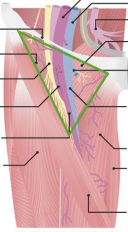 <p>Limite medial do trígono femoral</p>