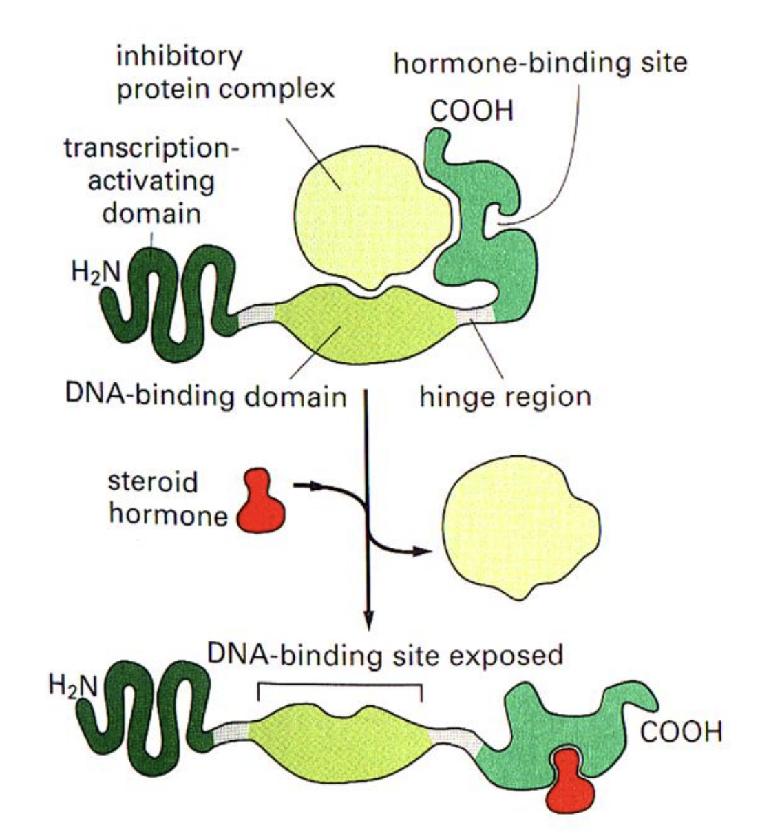 <ol><li><p>DNA binding site→ Inactive when inhib protein complex bound (and stuck in cytosol)</p></li><li><p>Steroid/ligand site→ once bound→ inhib protein complex gone (DNA binding site exposed)→ can now move to nucleus</p></li><li><p>Transciption activating domain</p></li><li><p>hinge region</p></li></ol><p></p>