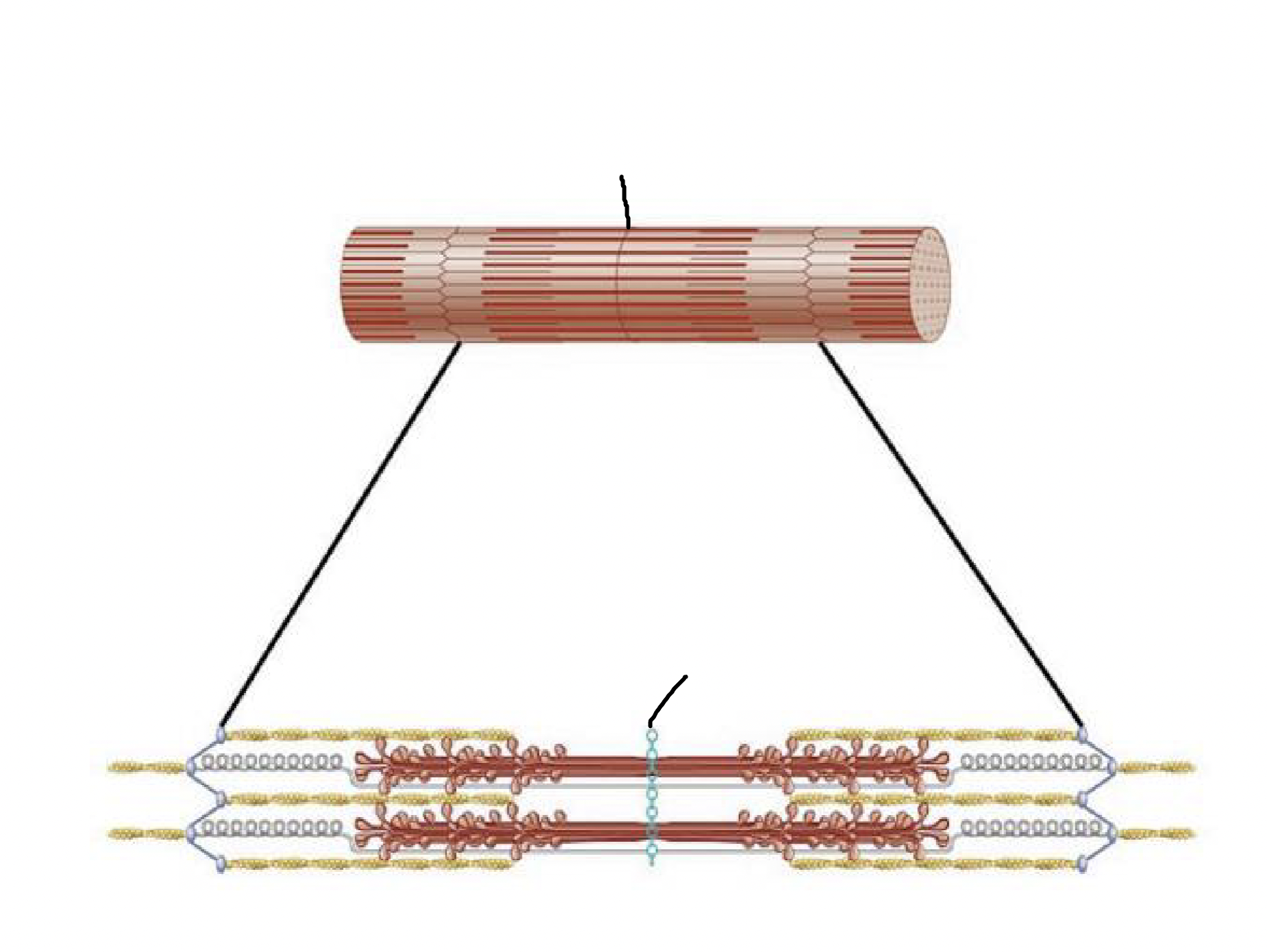 <p>what muscle feature is this?!</p>