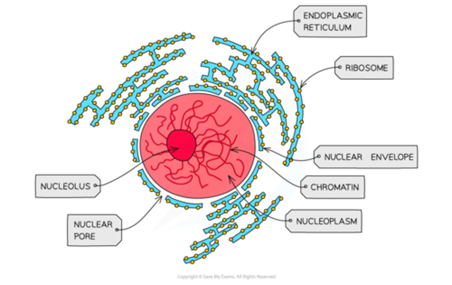 <p>- Enclosed by a double membrane called the nuclear envelope, containing pores.</p><p>- Contains nucleoplasm and a dense nucleolus.</p><p>- DNA is linear and bound to histone proteins, arranged as chromatin or chromosomes.</p>