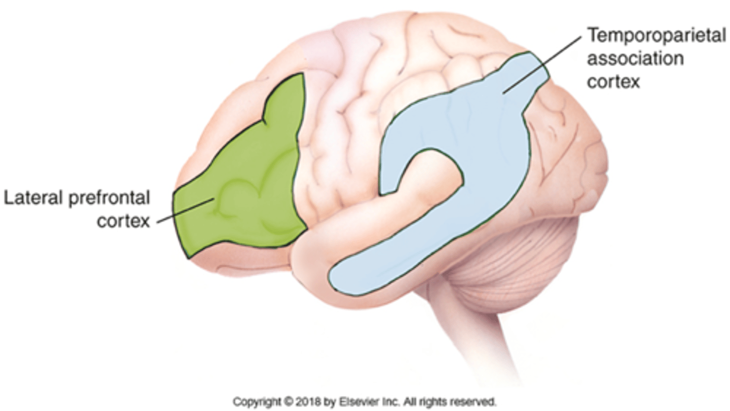 <p>•intelligence, problem solving, comprehension of communication, and spatial relationships</p>