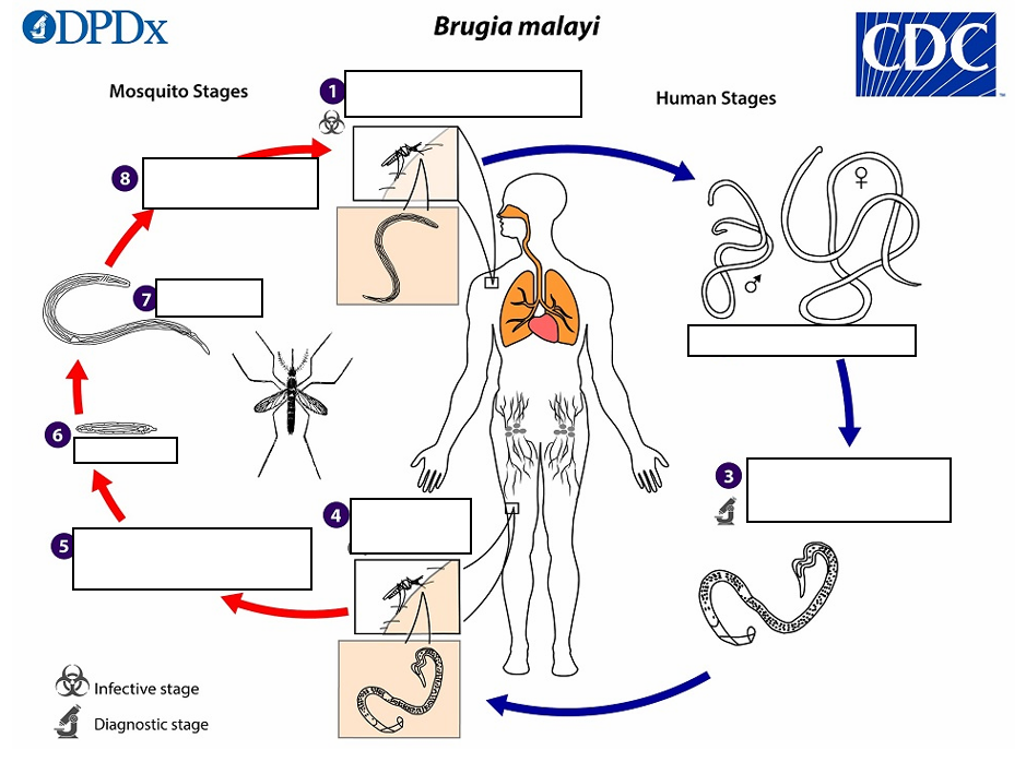 <p>(5)The microfilariae migrate into_______reaching the peripheral blood and (6) subsequently into ______</p>