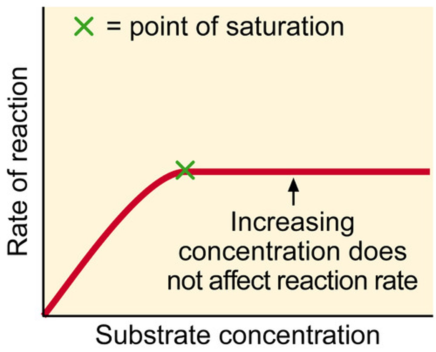 <p>as concentration increases, rate if reaction increases, until x, when increasing concentration does not affect rate of reaction</p><p>substrate concentration is limiting factor</p>