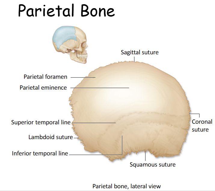 <p>Forms most of the lateral and superior part of the skull. </p>