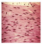 <p>ID specific tissue type w/ anatomical justifications.</p>