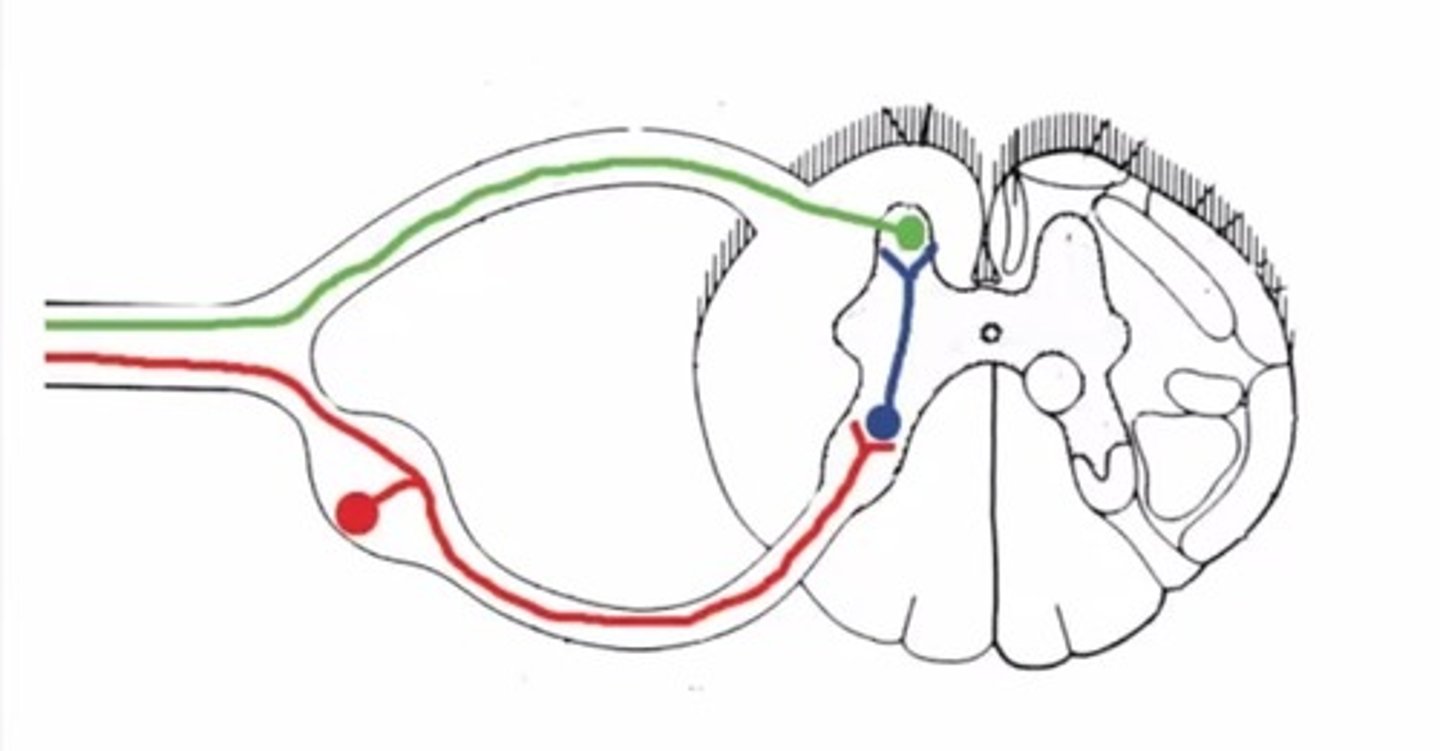 <p>Identify the SENSORY peripheral neuron <br><br>A. Red neuron <br>B. Blue neuron <br>C. Green neuron</p>