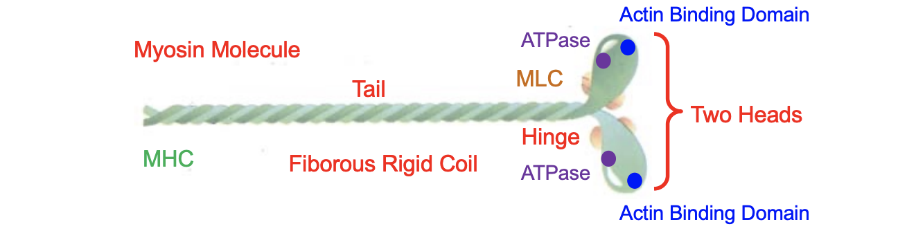 <ul><li><p>Major component of thick filaments within the sarcomere</p></li><li><p>Large protein with a molecular weight of 500 kDa</p></li><li><p>Thin rod-like molecule (200 nm long; 2-3 nm Diameter)</p></li><li><p>Different isoforms: MHC1, MHC2A, MHC2X</p></li><li><p>Myosin is a hexamer consisting of</p></li><li><p>2 identical myosin heavy chains (MHC) of about 220 kDa each</p></li><li><p>2 pairs of (i.e. 4) non-identical myosin light chains (MLC)</p></li></ul><p></p>