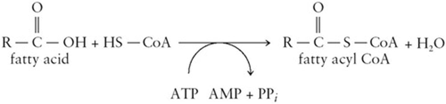 <p>Provides energy for fatty acid activation to acyl CoA.</p>