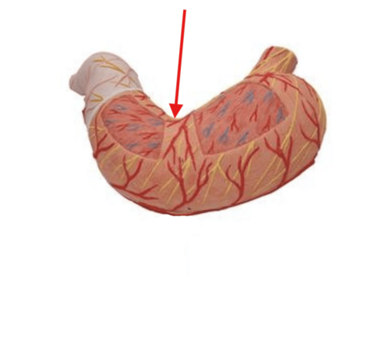 <p>curve</p>