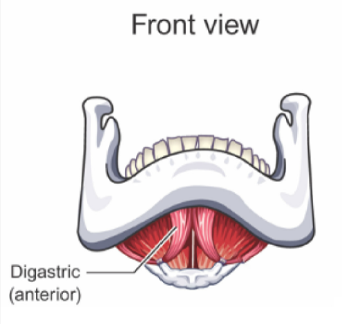 <p><u>LOWERS&nbsp;</u><strong><u>Mandible</u></strong><u> (opens mouth) and ELEVATES&nbsp;</u><strong><u>hyoid bone</u></strong><u> and </u><strong><u>larynx</u></strong></p><p>Not directly attached to hyoid bone</p><p>similar to Mylohyoid and Geniohyoid</p>