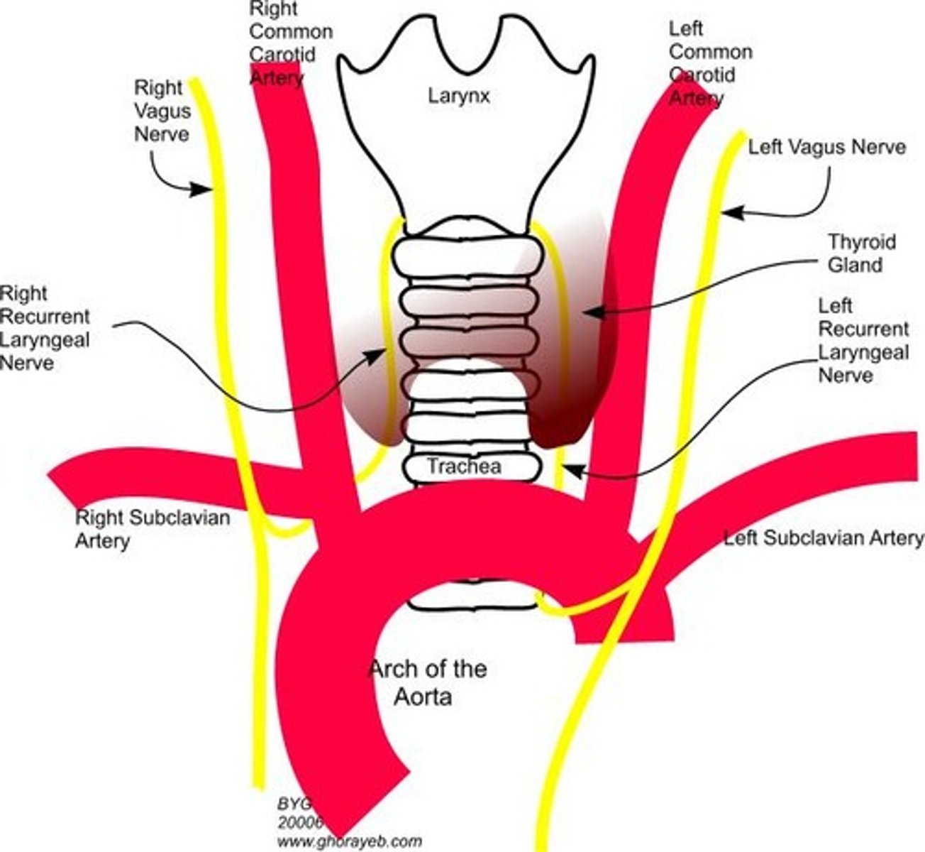 <p>Recurrent laryngeal nerve</p>