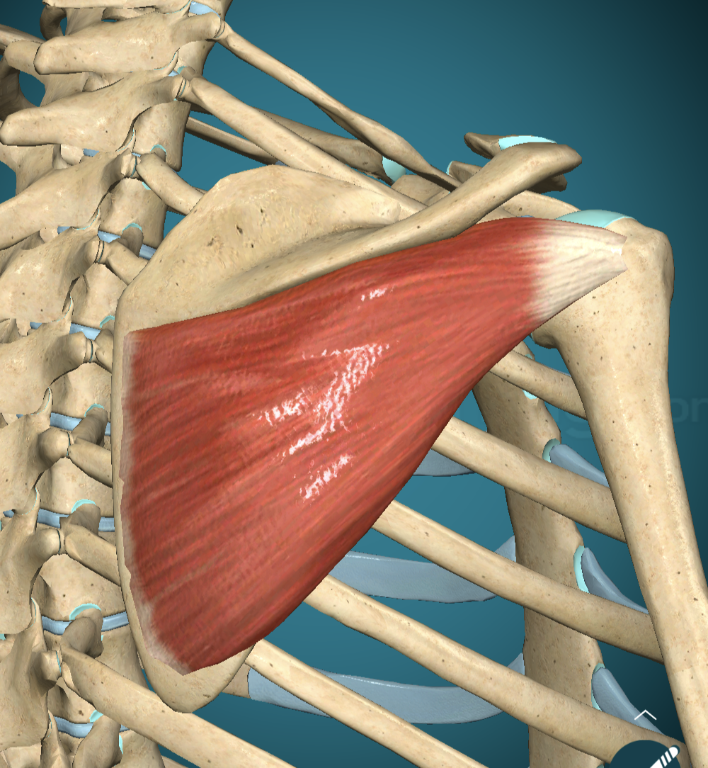 <p>Infraspinatus Origin</p>