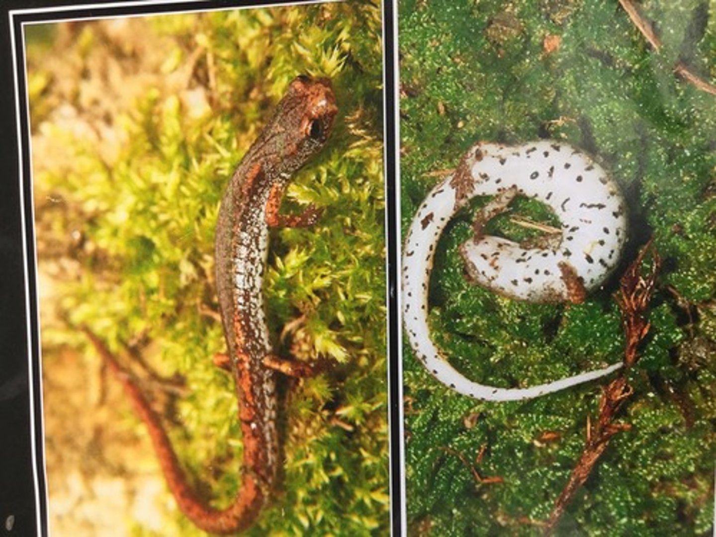 <p>What salamander has:</p><p>- Four toes on each foot</p><p>- A bright white belly with black spots</p><p>- Brown/reddish brown coloring with silver flecking on sides</p><p>- A tail that's brighter and more solidly colored than the body</p><p>- Constriction at the base of the tail</p><p>- Y-forming indented lines on the head that continue down the back</p><p>- A range across the top half of GA and all down the western side (like bogs with sphagnum moss)</p><p>- A habit of living exclusively underground except for breeding months</p>
