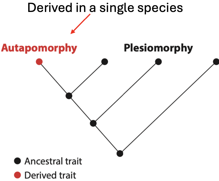 <p>Derived in a single species </p><p>Eg. obligate bipedal locomotion in humans compared to other apes – only humans walk on two legs compared to other apes</p>