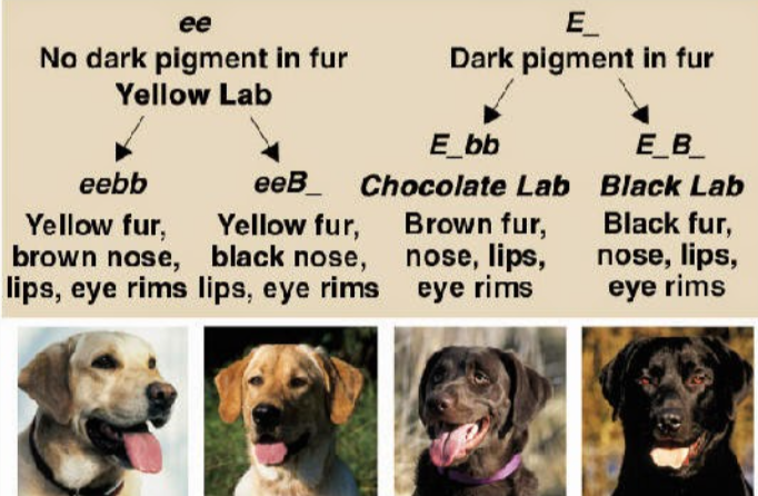<p>the phenotypic expression of a gene at one locus affects a gene at another locus</p><p>ex. coat color in labs and some mice</p><p>one gene codes for pigment and a second gene determines whether or not that pigment will be expressed in the hair</p>