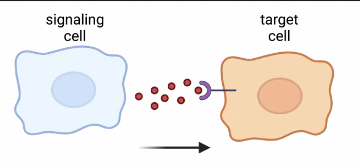 <p>A form of cell signaling where a cell produces a signal to induce changes in<em> nearby</em> cells. This process involves the release of signaling molecules that affect neighboring cells, influencing various functions such as growth, differentiation, and immune responses. It plays a crucial role in local cellular communication and tissue regulation. This process is <strong>fast, but short lived </strong></p>