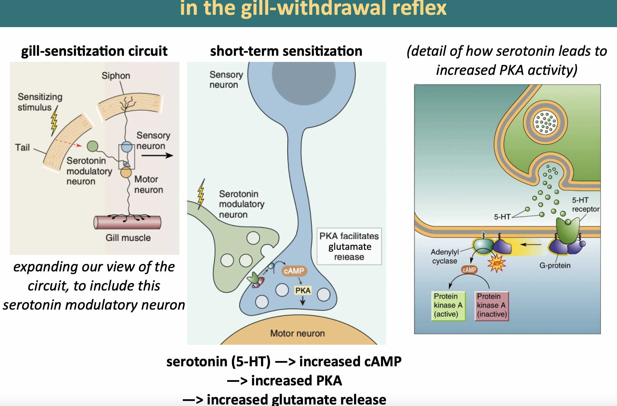 <ul><li><p>tail shock </p></li><li><p>activates <strong>serotonin modulatory neuron</strong> </p><ul><li><p>into release of<strong> serotonin (5-HT) </strong></p></li></ul></li><li><p><strong>sensory neuron</strong> detects 5-HT </p></li><li><p>increased <strong>cAMP</strong> </p></li><li><p>increased <strong>PKA</strong> </p><ul><li><p>increased <strong>phosphorylation</strong> K+ channels</p><ul><li><p>closes these channels  </p></li></ul></li></ul></li><li><p>prolonged action potentials </p><ul><li><p>more<strong> Ca++ entry </strong>into axon terminal</p></li></ul></li><li><p>more <strong>glutamate</strong> release </p><ul><li><p>excitatory </p></li></ul></li></ul>