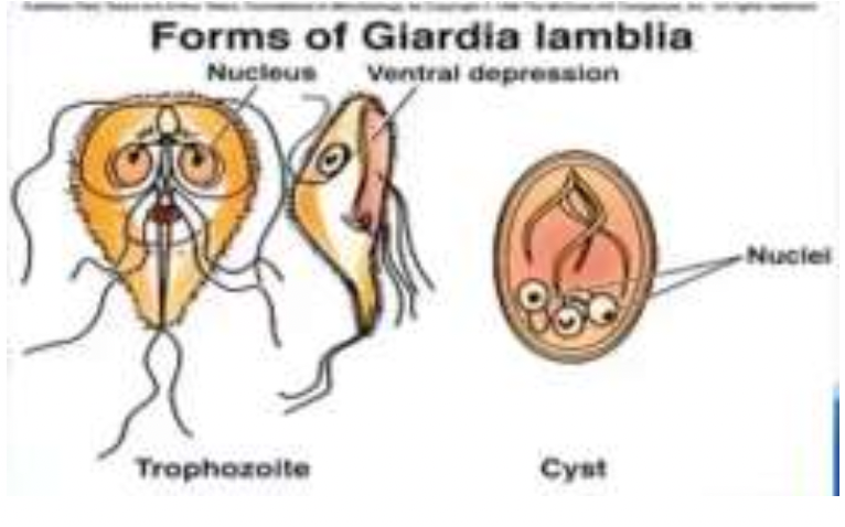 IDENTIFY THE FAMILY AND MEMBER: 