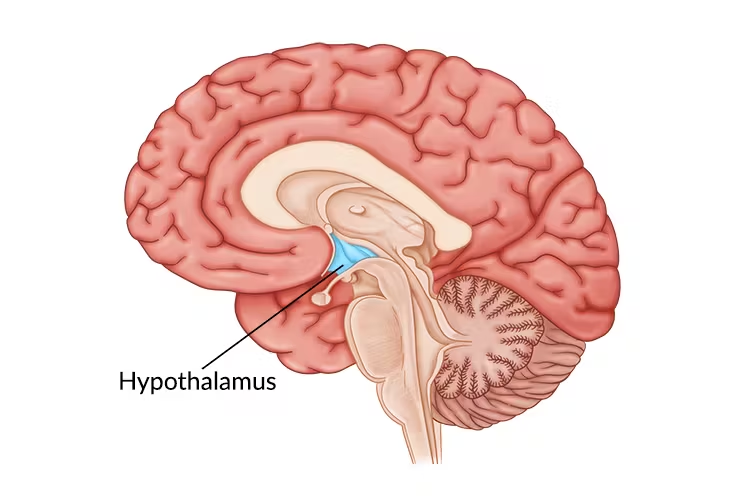 <p>an area of the brain that produces hormones that control:<span> </span>Body temperature<span>. </span>Heart rate<span>. </span>Hunger </p>