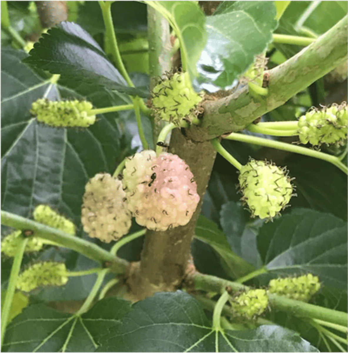 <p>fruits formed by the development of pistils from multiple flowers, usually joined together by accessory parts (e.g., pineapple, mulberry)</p>