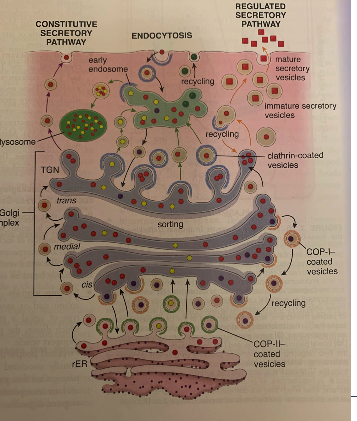 <p>describe the major pathways of protein and lipid trafficking within a eukaryotic cell</p>