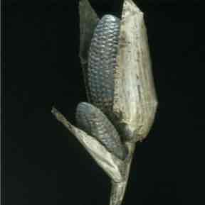 <p>maize cob</p>