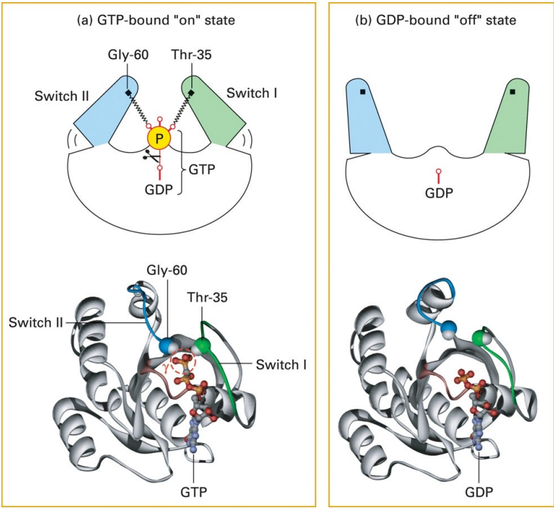 <p>GTPase switches</p>