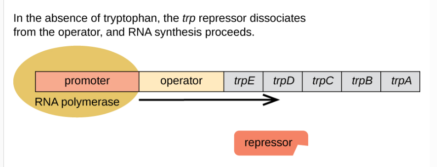 <ul><li><p><span>synthesize tryptophan using enzymes that are encoded by<strong> five structural genes (E,D,C,B,A) </strong> located next to each other in the <em>trp</em> operon</span></p></li><li><p><span>When environmental<strong> tryptophan is low,</strong> the<mark data-color="#f1f29e" style="background-color: #f1f29e; color: inherit"> operon is turned on</mark>. This means that transcription is initiated, <mark data-color="#f6ffc1" style="background-color: #f6ffc1; color: inherit">the genes are expressed</mark>, and<mark data-color="#f7f8b4" style="background-color: #f7f8b4; color: inherit"> tryptophan is synthesized.</mark> However, if tryptophan is<strong> present in the environment, the </strong></span><strong><em>trp</em></strong><span><strong> operon is turned off</strong>. Transcriptio<strong>n does not occur</strong> and tryptophan<strong> is not synthesized.</strong></span></p></li></ul><p></p>