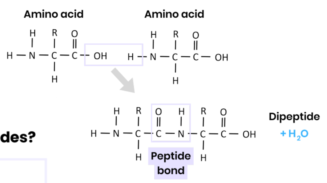 <p>● <strong>Condensation </strong>reaction </p><p>● Removing a <strong>water </strong>molecule </p><p>● Between <strong>carboxyl / COOH</strong> group of one and <strong>amine / NH2</strong> group of another #</p><p>● Forming a<strong> peptide bond</strong></p>
