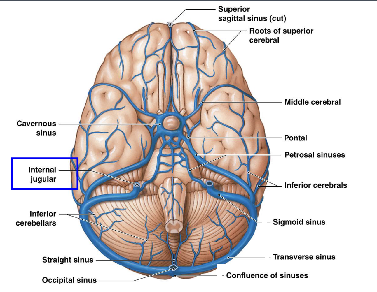 <p>internal jugular vein</p>