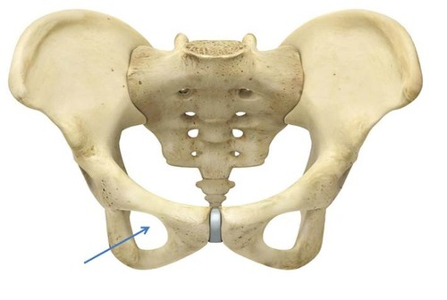 <p>foramen obturatum</p>