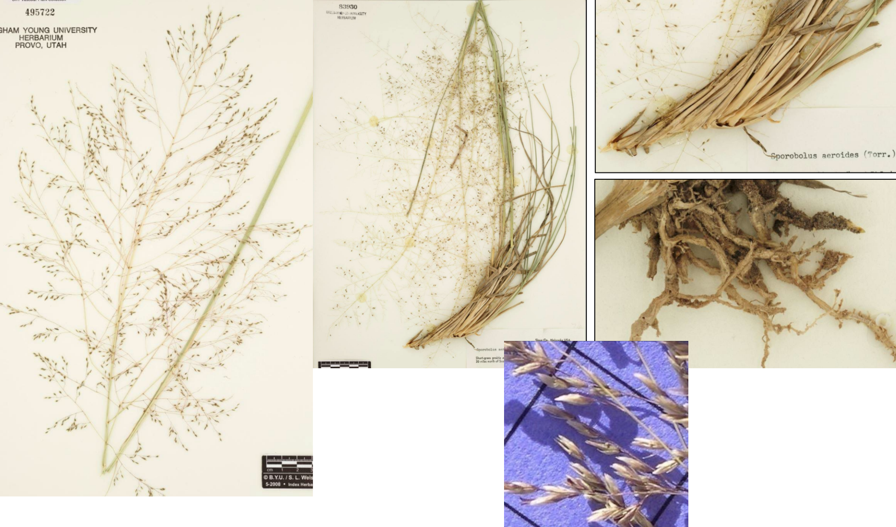 <p>Huge spreading panicle with small spikelets</p><p>Big roots with bleached die back</p>