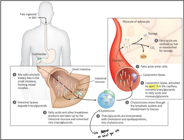 <ol><li><p>Fats ingested in diet</p></li><li><p><span style="background-color: transparent;">Bile salts emulsify dietary fats in the small intestine, forming mixed micelles</span></p></li><li><p><span style="background-color: transparent;">Intestinal lipases degrade triacylglycerols</span></p></li><li><p><span style="background-color: transparent;">Fatty acids and other breakdown products are taken up by the intestinal mucosa and converted into triacylglycerols</span></p></li><li><p><span style="background-color: transparent;">Triacylglycerols are incorporated, with cholesterol and apolipoproteins, into <strong>chylomicrons</strong></span></p><ol><li><p><span style="background-color: transparent;">Chylomicrons are synthesized from dietary fats in the ER of enterocytes (enterocytes in the small intestine assemble dietary triglycerides, cholesterol, and fat-soluble vitamins into chylomicrons. ApoB-48 is added in the ER)</span></p></li></ol></li><li><p><span style="background-color: transparent;">Chylomicrons move through the lymphatic system and bloodstream to tissues</span></p></li><li><p><span style="background-color: transparent;">Lipoprotein lipase, activated by apoC-II (transferred to chylomicrons from HDL) in the capillary, converts triacylglycerols to free fatty acids and monoacylglycerols</span></p></li><li><p><span style="background-color: transparent;">Fatty acids enter cells</span></p></li><li><p><span style="background-color: transparent;">Fatty acids are oxidized as fuel (CO<sub>2</sub> or ATP) or reesterified for storage (myocyte or adipocyte)</span></p></li><li><p><span style="background-color: transparent;">Chylomicron remnants move through the bloodstream to the liver</span></p></li><li><p><span style="background-color: transparent;">Receptors in the liver recognize and bind to the apoE in the remnants and mediate uptake of these remnants by endocytosis</span></p></li></ol><p></p>