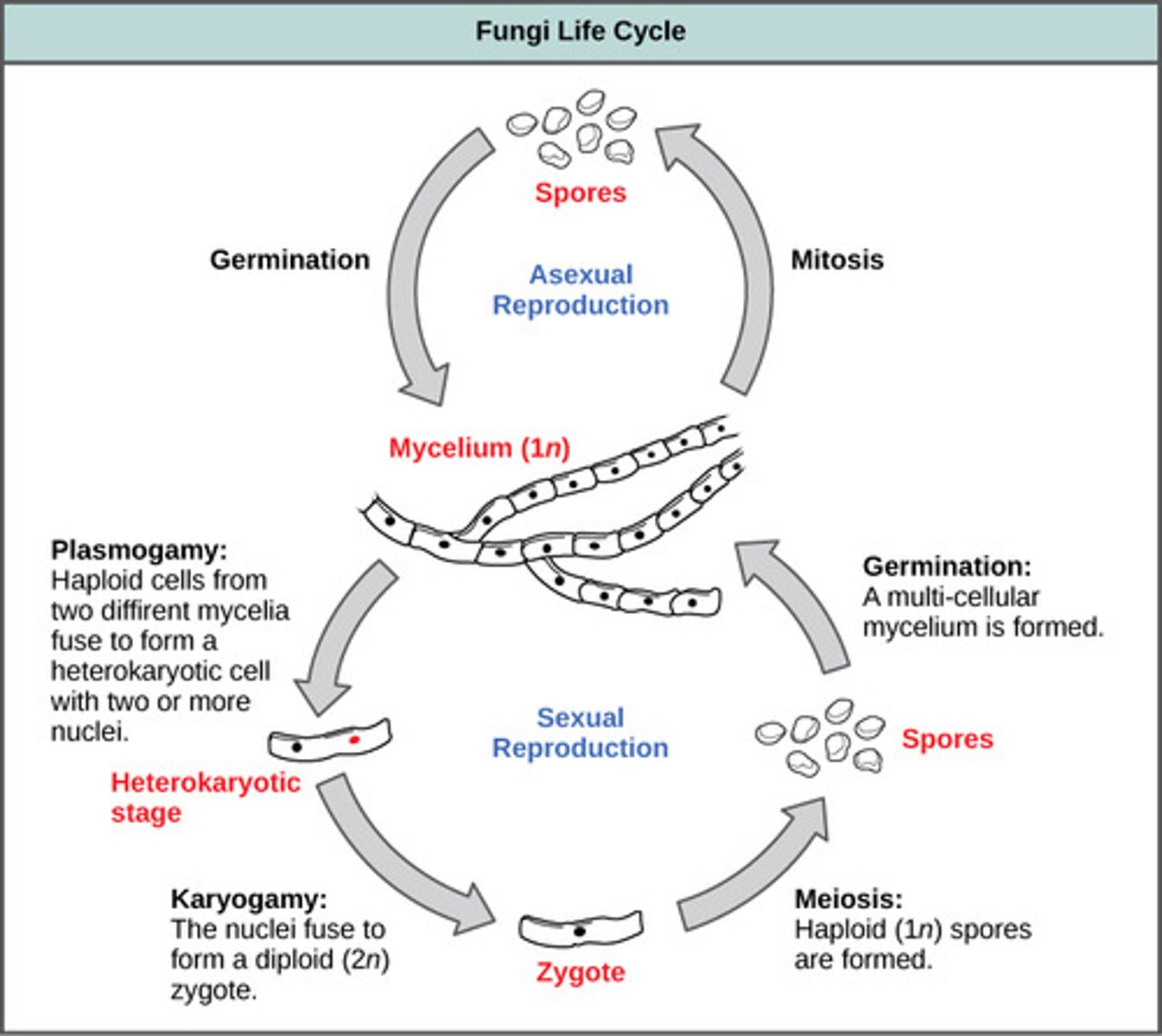 <p>haploid hyphae<br><br>(Note: only one <br>fungal strain - <br>allows continuation <br>of life cycle)</p>