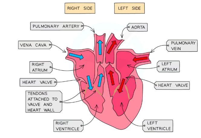 <p>Where are the atrioventricular valves located?</p>