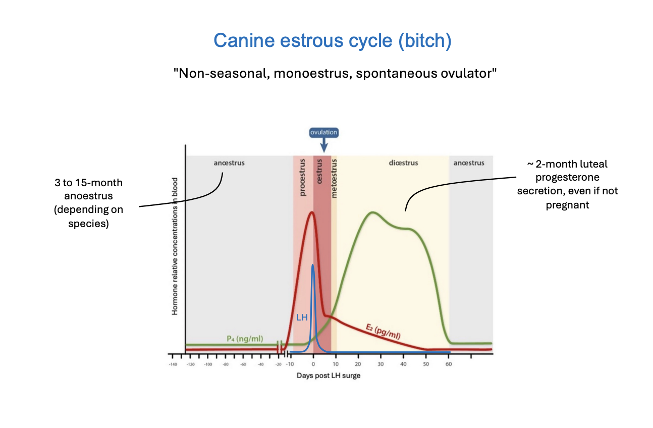 <p><strong>Non-seasonal, monoestrus, spontaneous ovulator</strong></p><ol><li><p>non seasonal→ 3 to 15 month anoestrus (depending on species)</p></li><li><p>spontaneous ovulator→ <strong>2 month luteal progesterone secretion</strong>, even if not pregnacy</p><ul><li><p>sponatenous like humans</p></li><li><p>high level of estrogen stimulates ovulation</p></li><li><p><strong>need</strong> the behaviour attracting the mate <strong>at the right time</strong></p></li></ul></li></ol><p></p>