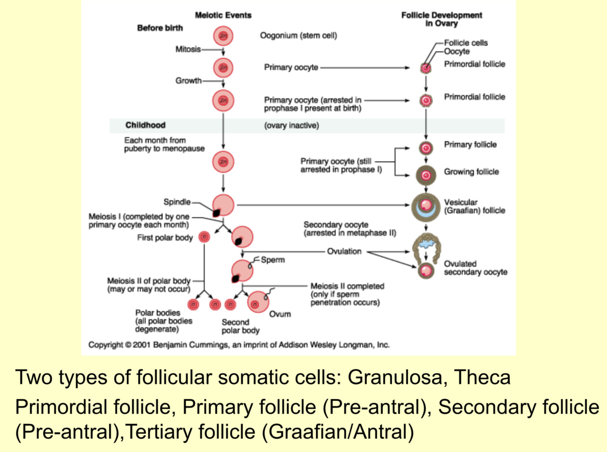 <p>Overview of ovary</p>