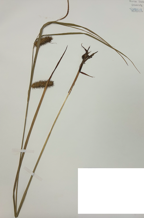 <p><span style="background-color: transparent;"><span>Order? Family?</span></span></p>