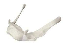 <p>Identify the bone.</p>