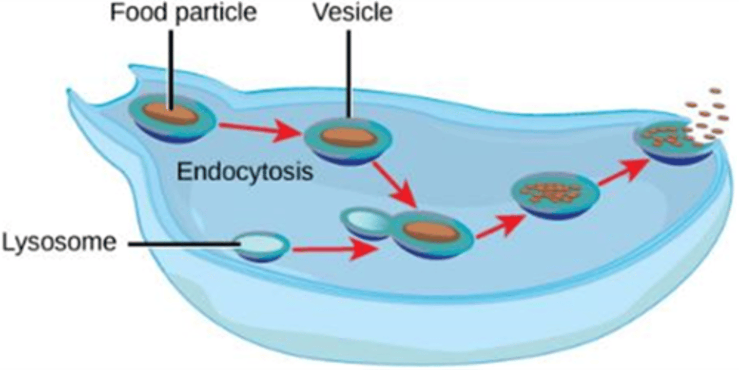 <p>Exocytosis</p>