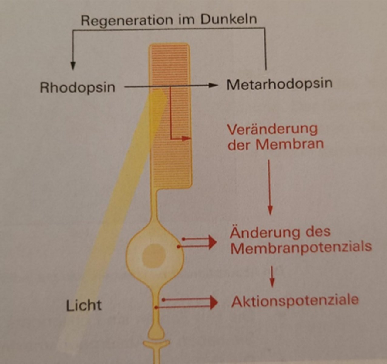 <p>Stäbchen und Zapfen besitzen in ihrem nach aussen gerichteten Fortsatz Stapel von Membranen, in die das lichtempfindliche Sehpurpur eingebaut ist. Die Stapel vergrössern die Fläche, auf der das Rhodopsin Licht auffangen kann.</p><p>Bei Belichtung wandelt sich das Rhodopsin zu Metarhodopsin um und bringt dabei eine Kette von Rektionen in Gang, die zur Veränderung der Ionenverteilung an der Membran der Sinneszelle führt. Dies ändert das Membranpotential</p>