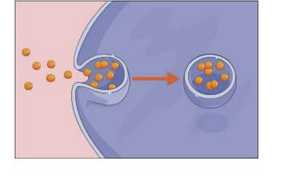 <ul><li><p><span><span>process whereby material at the cell surface is brought into the cell.</span></span></p></li><li><p><span><span> It allows large polar molecules to cross the plasma membrane into the cell.</span></span></p></li><li><p><span><span>The plasma membrane forms a pocket around the material in the extracellular environment.</span></span></p></li><li><p><span><span> then forms a vesicle that separates from the plasma membrane and migrates to the cell interior.</span></span></p></li></ul><p></p>